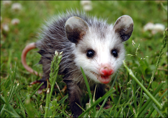virginia-opossum.jpg